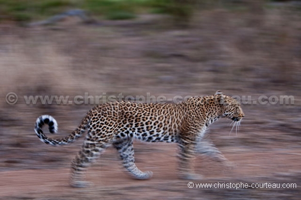 Lopard - Leopard