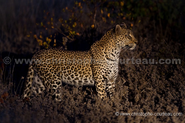 Léopard - Leopard