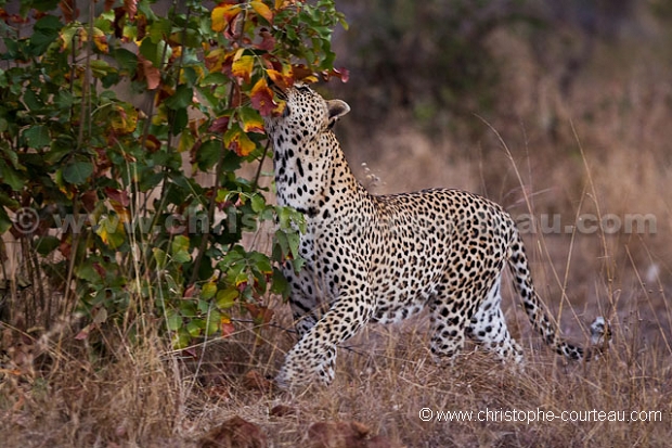 Leopard Big Male -  Lopard male