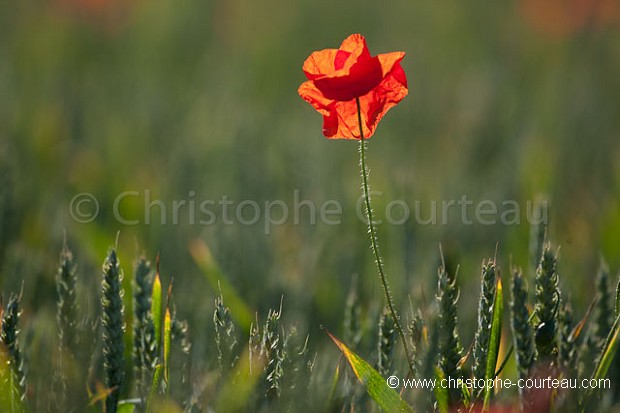 Red or common Poppy