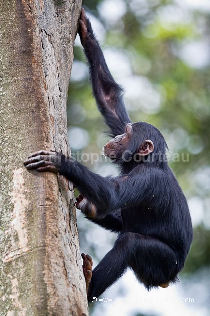 Jeune Chimpanzé