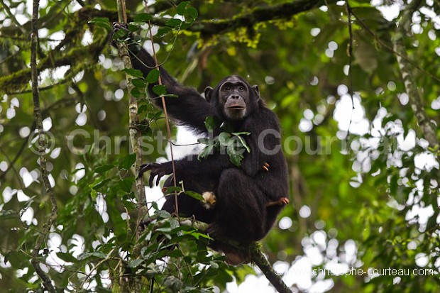 Chimpanzee, Mother and her infant