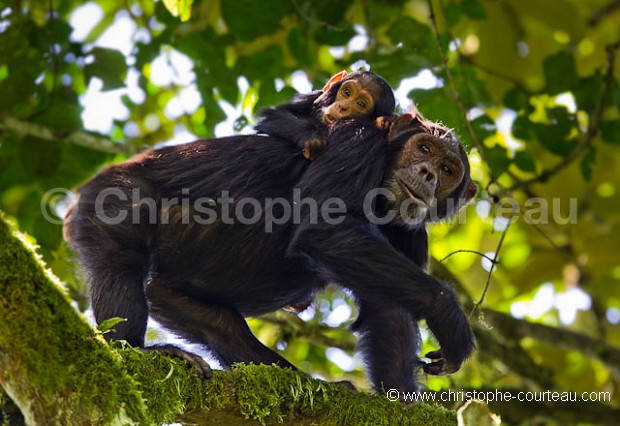 Chimpanzé, mère et son bébé