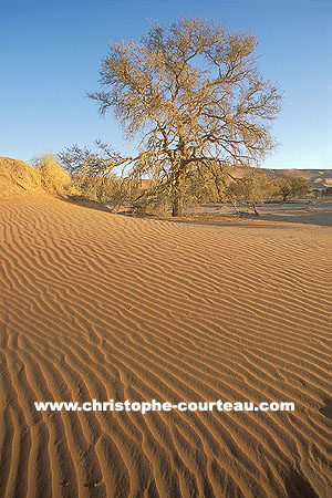 Rides dans les dunes de Sossusvlei
