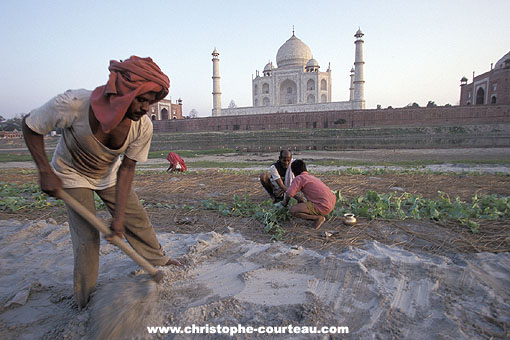 Culture vivrire sur les berges de la rivire bordant le Taj Mahal