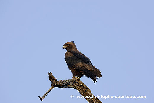 Waldberg Eagle