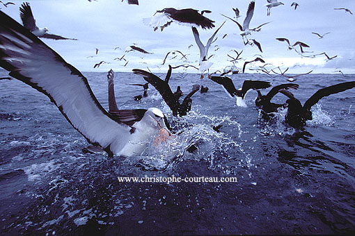 Albatrosses & Shy Mollymawk  / Fishing Offshore