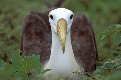 Waved Albatross. Close-up. Espanola