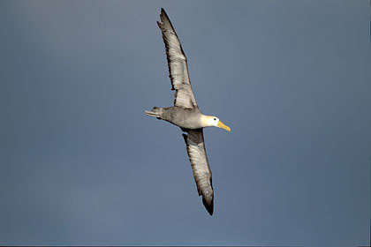 Waved Albatross, soaring