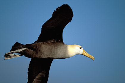 Waved Albatross, airborne / Espanola Island