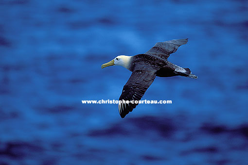 Waved Albatros, soaring above the waves