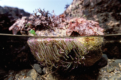 Sea anemone in a tide pool. Low tide.