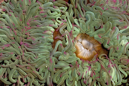 Sea anemone. Tide pool. Low tide