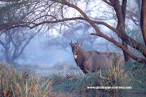 Antilope Nilgaut, mâle