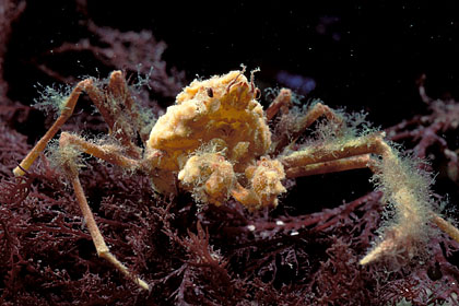 Araignée des anémones. Camouflage parmi les algues