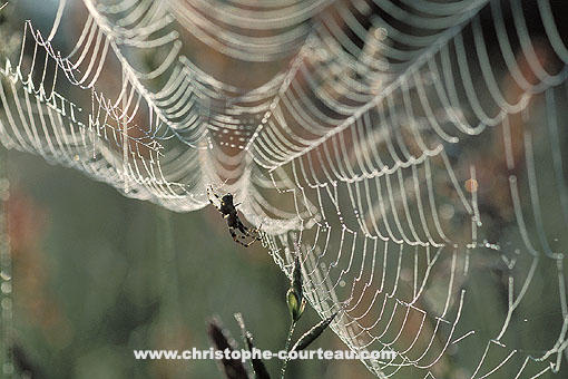 Spider's Web in the meadow, early in the morning