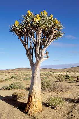 Arbre  carquois (Aloa dichotoma)
