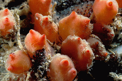 Groupe d'ascidies (Dendrodoa grossularia)
