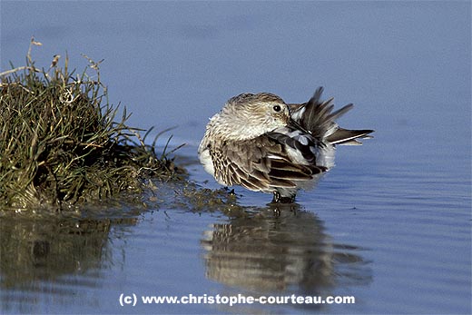 Dunlin in Winter. Self-Cleaning