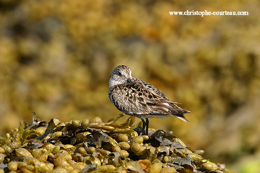 Dunlin on the shore. Law tide.