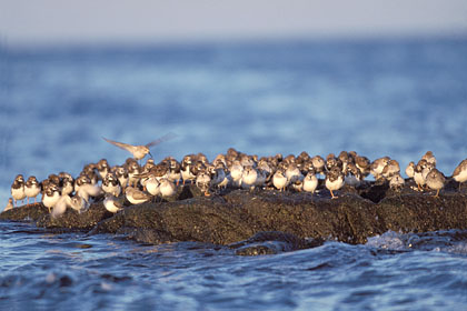 Shorebirds on top of rocks during hight tide