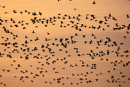 Brent Geese early in the morning