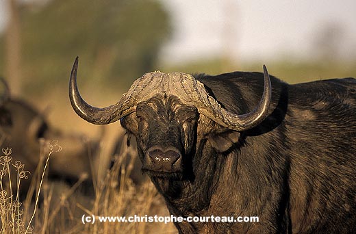 African Buffalo close-up