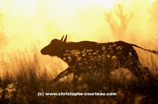 African Buffalo running in dust at sunset