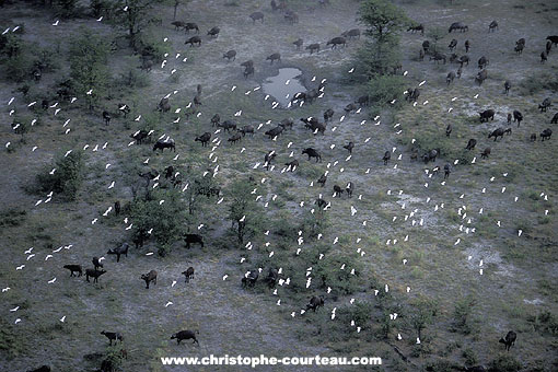 Herd of Buffalos & Cattle Egrets flock above