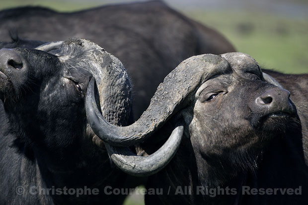 African Buffalos. Bulls Fighting