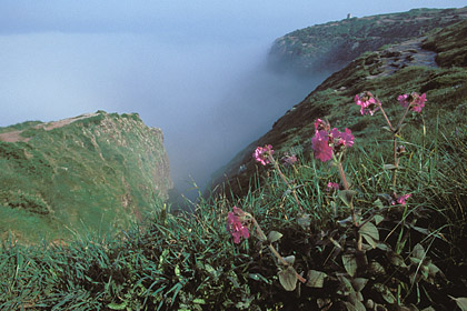 Misty Cliffs at Cape Frhel 1/2