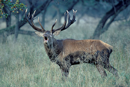 Red Deer - Mating Call