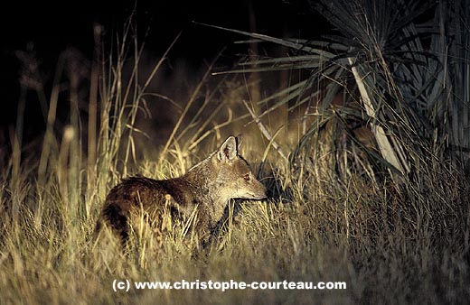 Side  Striped Jackal, hunting by night