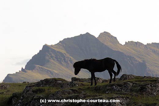 Cheval Islandais dans les montagnes du sud