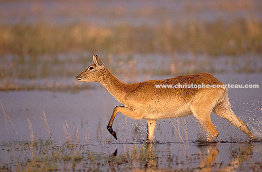 Cobe Lechwe (femelle) dans les marais de l'Okavango