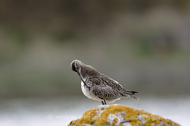 Whimbrel. Resting, High Tide