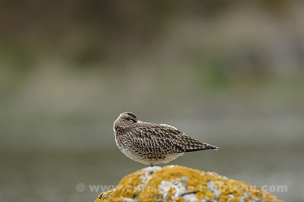 Whimbrel. Resting, High Tide