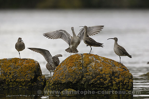 Whimbrels. Fighting for a safe place. The tide is rising-up