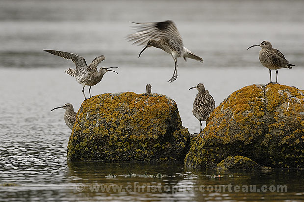 Whimbrels. Fighting.