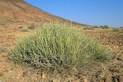 Damarana, another deathly Euphorbia / Damaraland