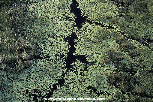 Bras de rivière couvert de nénuphars dans les marais de l'Okavango
