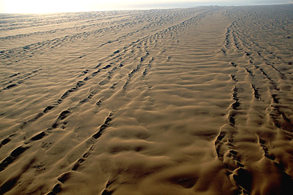 Champ de dunes. Désert du Namib.