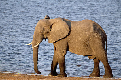 Eléphant - Botswana