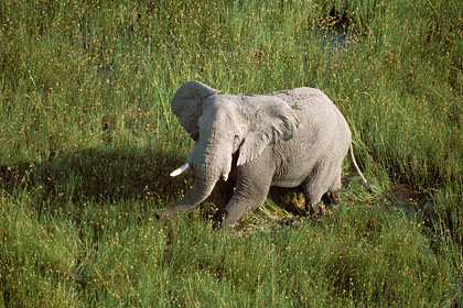 Elephant in the Okavango Delta. Botswana
