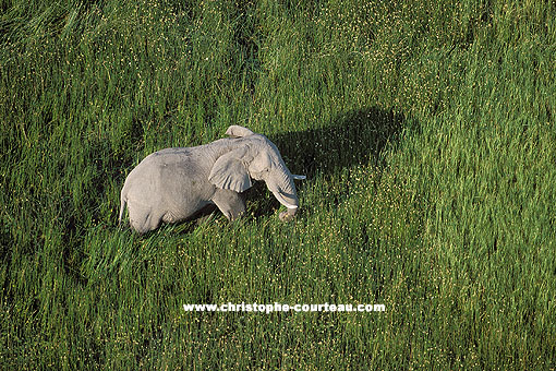 Eléphant dans les marais de l'Okavango
