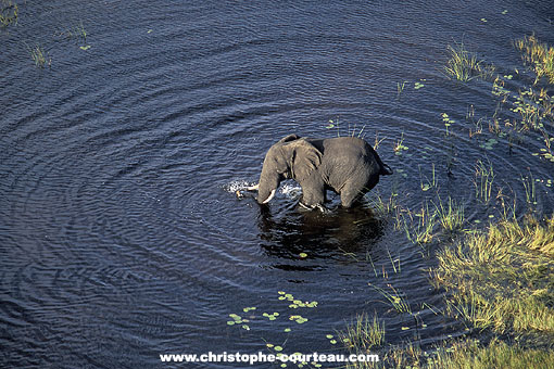 Eléphant dans les marais de l'Okavango / Botswana