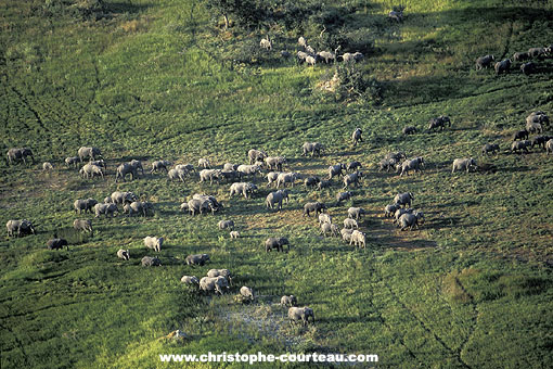 Big herd of elephants in the Okavango Delta