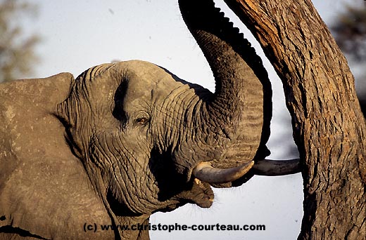 Eléphant d'Afrique, secoue un acacia pour manger les gousses