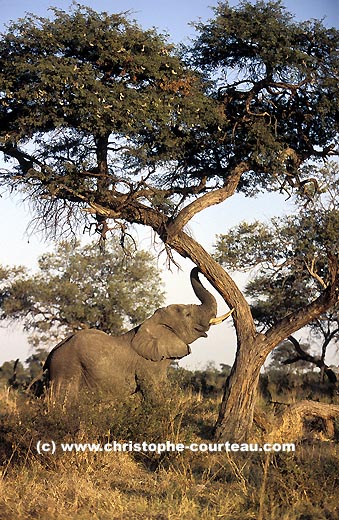 Eléphant, secoue un acacia pour récupérer les gousses....