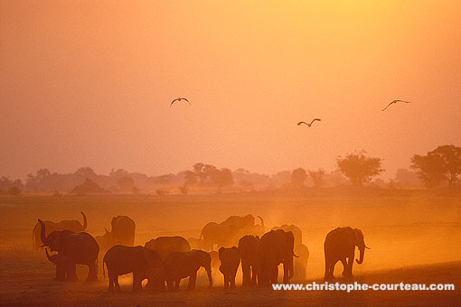 Troupeau d'éléphants.  Ils célèbrent le coucher du soleil...